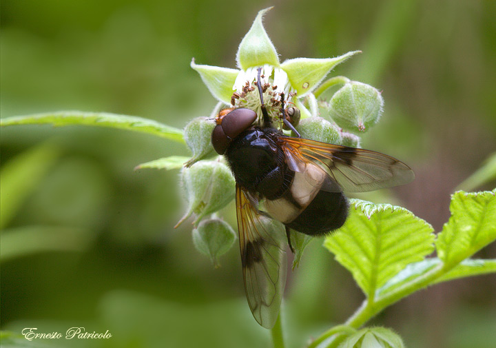 Volucella pellucens (Syrphidae)